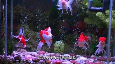 金魚缸|養一缸水清如鏡的金魚 Build a Goldfish Aquarium with Crystal